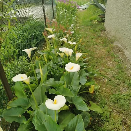 Villa Grandma'S Garden House Angera Esterno foto
